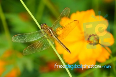 Yellow Black Pattern Dragon Fly Close Up Stock Photo