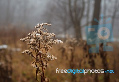 Yellow Blade Of Grass Covered With Snow Stock Photo