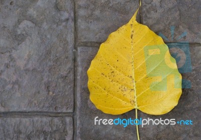 Yellow Boh Leaf On Stone Floor Texture Background Stock Photo