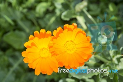 Yellow Calendula Stock Photo