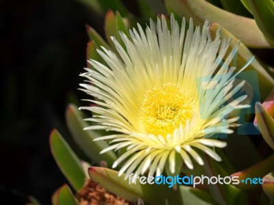 Yellow Carpobrotus Edulis Flower Costa Del Sol Stock Photo