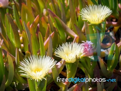 Yellow Carpobrotus Edulis Flowers Costa Del Sol Stock Photo