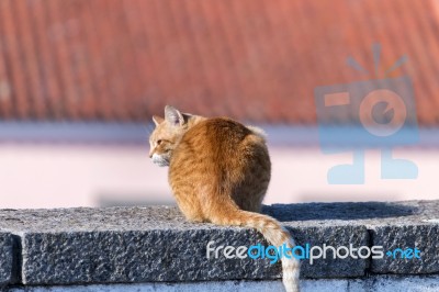 Yellow Cat In The Streets Stock Photo