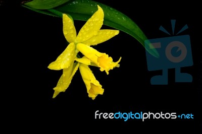 Yellow Cattleya Orchid Stock Photo