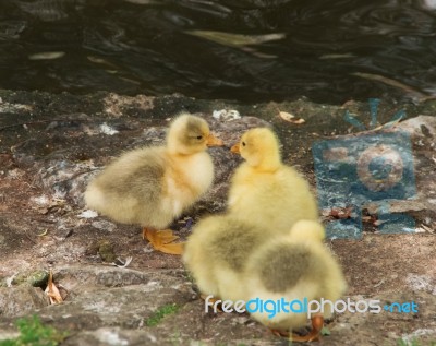 Yellow Chicks Kissing Stock Photo