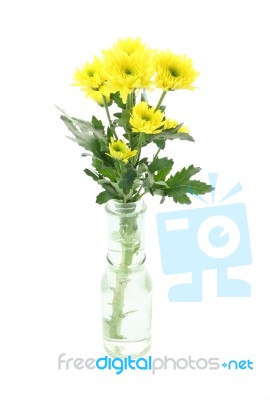 Yellow Chrysanthemum Flower In Bottle Of Water Stock Photo