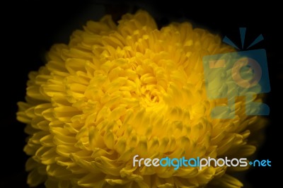 Yellow Chrysanthemum Flower Petals Stock Photo