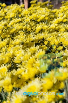 Yellow Chrysanthemum Flowers Garden Stock Photo