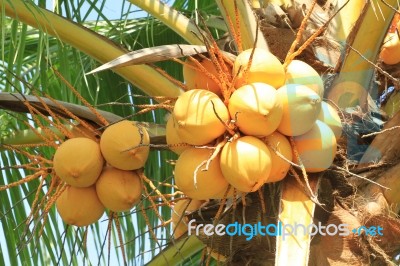 Yellow Coconut Cluster On Coconut Tree Stock Photo