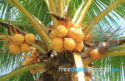 Yellow Coconut Cluster On Coconut Tree Stock Photo