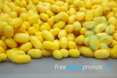 Yellow Cocoons Stock Photo