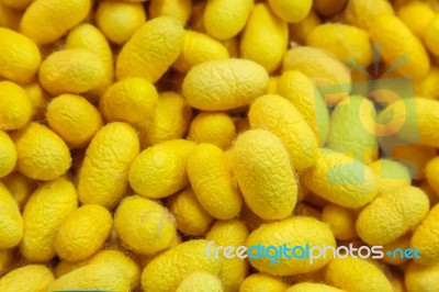 Yellow Cocoons Stock Photo