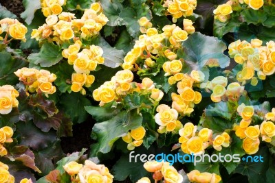 Yellow Color Begonia Stock Photo