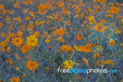 Yellow Cosmos Stock Photo