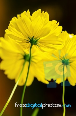 Yellow Cosmos Flower Stock Photo