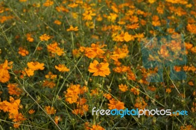 Yellow Cosmos Flowers Stock Photo