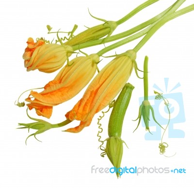 Yellow Courgette Blossoms Stock Photo