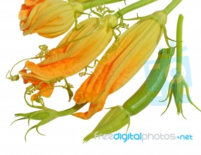 Yellow Courgette Blossoms Stock Photo