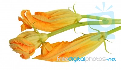 Yellow Courgette Blossoms Stock Photo