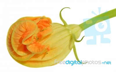 Yellow Courgette Blossoms Stock Photo