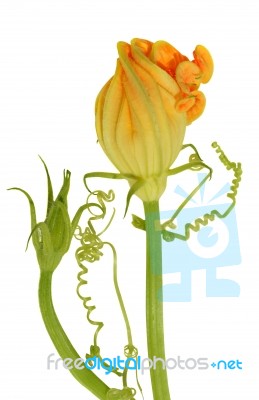 Yellow Courgette Blossoms With Tendril Stock Photo