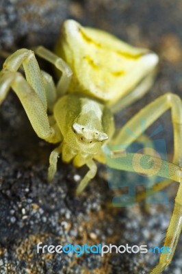 Yellow Crab Spider Stock Photo