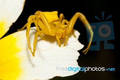 Yellow Crab Spider (thomisus Onustus) Stock Photo