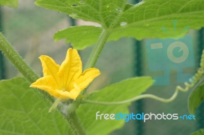 Yellow Cucumber Flower And Polllen In Vegetable Garden Stock Photo