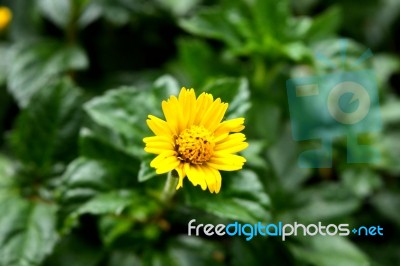 Yellow Daisies Blooming With Green Leave On Background Stock Photo