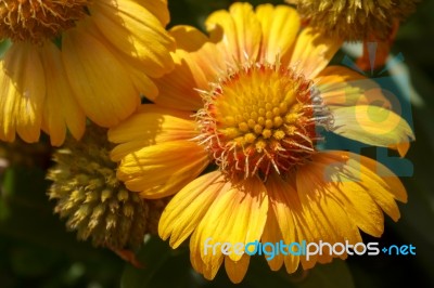 Yellow Daisy Cultivated Flower Stock Photo