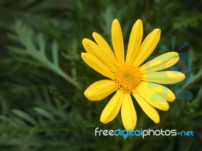 Yellow Daisy Flower Stock Photo