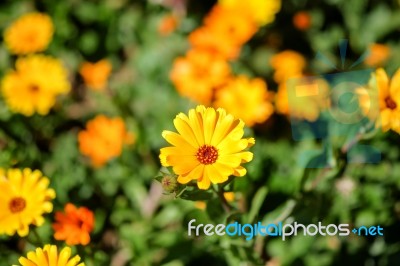 Yellow Daisy Flower In Sun Light Stock Photo