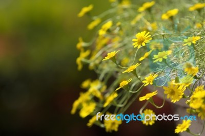 Yellow Daisy Flowers Stock Photo