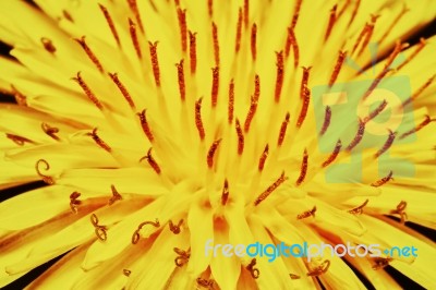 Yellow Dandelion Stock Photo