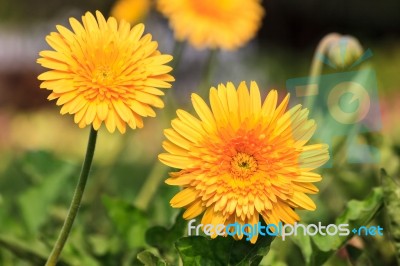 Yellow Dandelion Flower Stock Photo