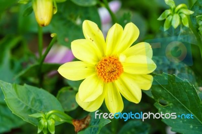 Yellow Delphinium Flower In Garden Stock Photo