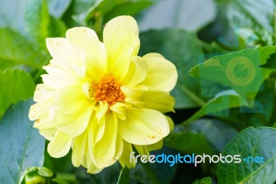 Yellow Delphinium Flower In Garden Stock Photo