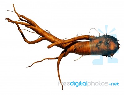 Yellow Dock Root Stock Photo