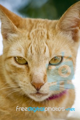 Yellow Domestic Cat Resting On A Wall Stock Photo