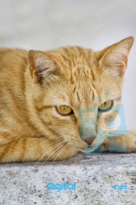 Yellow Domestic Cat Resting On A Wall Stock Photo