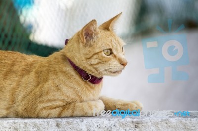 Yellow Domestic Cat Resting On A Wall Stock Photo