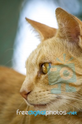 Yellow Domestic Cat Resting On A Wall Stock Photo