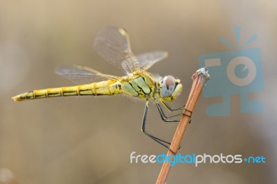 Yellow Dragon Fly Stock Photo