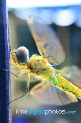 Yellow Dragonfly Stock Photo