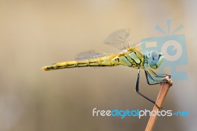 Yellow Dragonfly Stock Photo