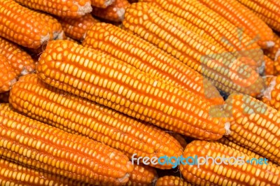 Yellow Dried Corn Bundle And Texture Background Stock Photo