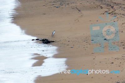 Yellow-eyed Penguin (megadyptes Antipodes) Stock Photo