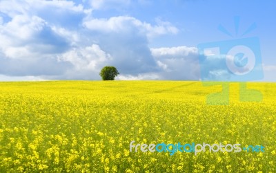 Yellow Field Stock Photo