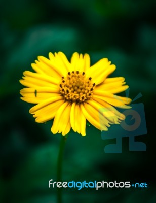 Yellow Flower Stock Photo