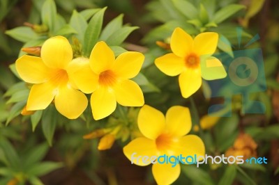 Yellow Flower Stock Photo